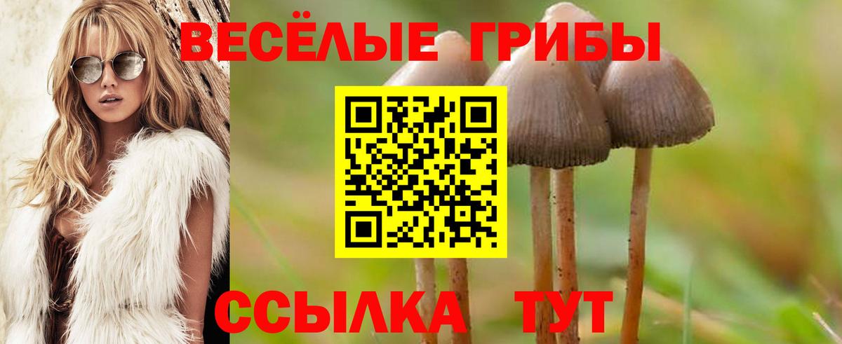 Галлюциногенные грибы GOLDEN TEACHER  как найти   Курчатов  Вход с VPN 